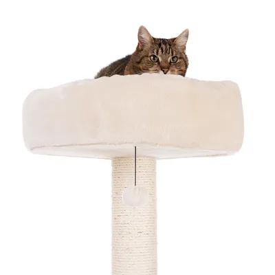 Kratzbaum mit beigem Plüschbett, Sisalstamm und hängendem Spielball. Katze liegt im Bett oben.