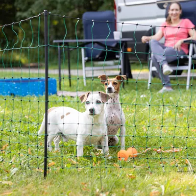 Zwei Hunde hinter einem grünen Netzzaun auf einer Wiese, mit einem orangefarbenen Spielzeug im Vordergrund.