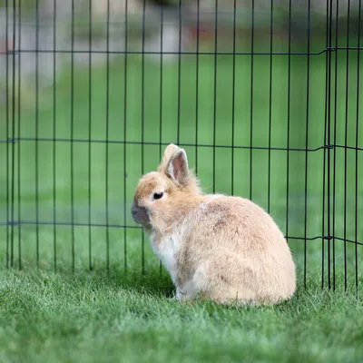 Kleintiergehege aus Metall mit Gitterwänden, aufgestellt auf einer grünen Wiese. Ein braunes Kaninchen sitzt im Gehege.