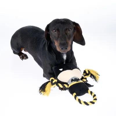Sort hund med legetøj i Batman-design, lavet af stof og gul-sorte reb.