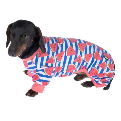 Hund trägt gestreiften Overall mit Wassermelonen-Muster, geeignet für Haustierbekleidung.