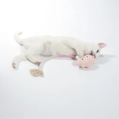 Weisse Katze spielt mit rosa Plüschspielzeug und beige Schnur mit Quaste.