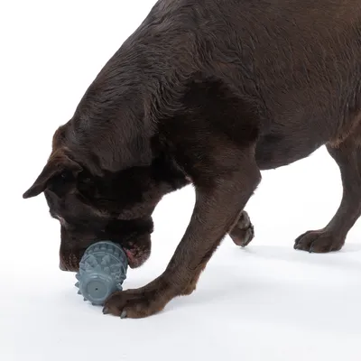 Chien marron jouant avec un jouet cylindrique gris à picots, en plastique, sur fond blanc. Le jouet est tenu dans la gueule du chien.
