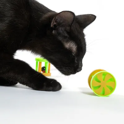 Black cat playing with a green-yellow toy wheel and another colourful cat toy in the background.