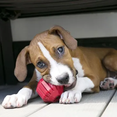 Bruine hond met witte poten ligt op houten vloer en houdt een rood kauwspeeltje tussen de voorpoten.