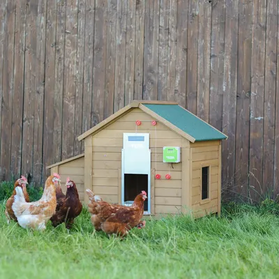 Casă de găini din lemn cu acoperiș verde, control automat al ușii și găini în prim-plan pe o pajiște.