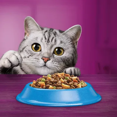 Kočka u misky s barevným suchým krmivem na fialovém stole, modrá miska plná granulí různých tvarů a barev.