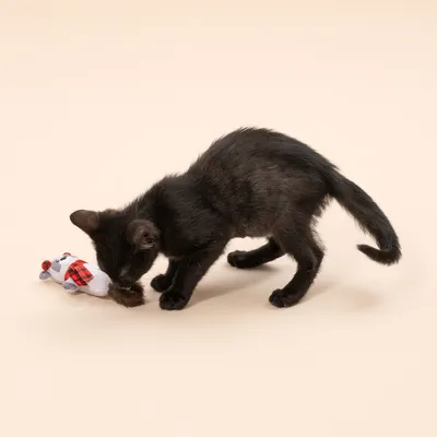 Gioco per gatti TIAKI procione