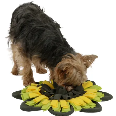 Hund schnüffelt an einer grünen und gelben Schnüffelmatte aus Stoff, geeignet für Suchspiele und Beschäftigung.