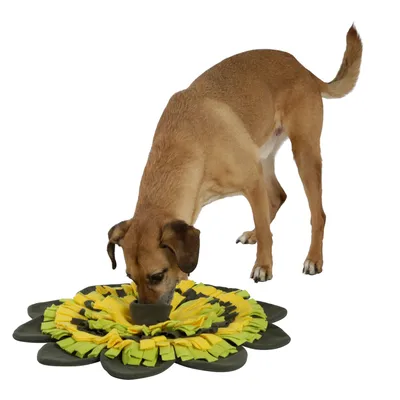 Hund schnüffelt an einer gelben und grünen Schnüffelmatte in Blumenform, geeignet für Suchspiele und Beschäftigung.