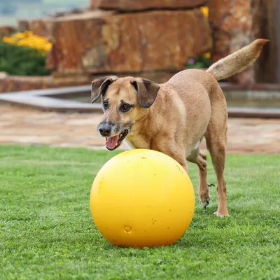 Dog playing with a large yellow ball on a green meadow. Background shows stones and plants.
