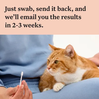 Just swab, send it back, and we’ll email you the results in 2-3 weeks. Person holding swab near a cat.