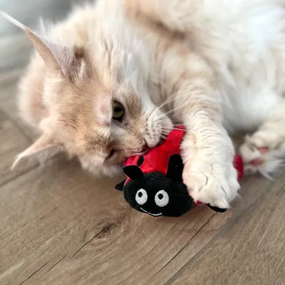Beige Katze spielt mit rotem Stoffspielzeug in Marienkäferform auf Holzboden.