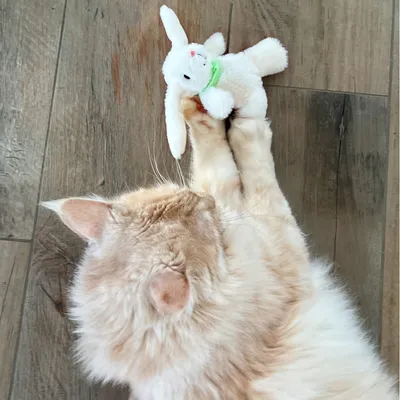 Gatto beige gioca con coniglio di peluche bianco su pavimento in legno.