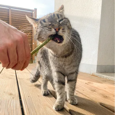 Hand hält einen Snack-Stick, während eine Katze darauf kaut. Demonstration der Nutzung eines Katzensnacks.