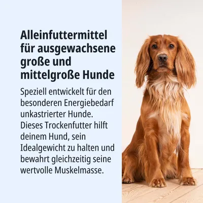 Alleinfuttermittel für ausgewachsene große und mittelgroße Hunde, speziell für den Energiebedarf unkastrierter Hunde. Trockenfutter hilft Idealgewicht und Muskelmasse zu erhalten.