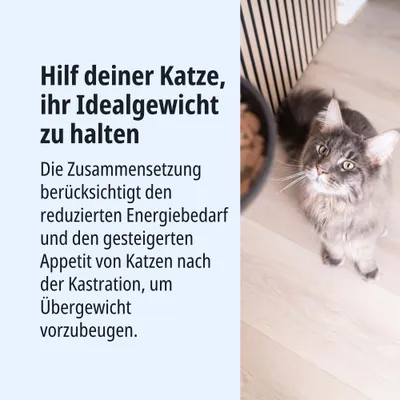 Hilf deiner Katze, ihr Idealgewicht zu halten. Zusammensetzung berücksichtigt reduzierten Energiebedarf und gesteigerten Appetit nach Kastration zur Vorbeugung von Übergewicht.