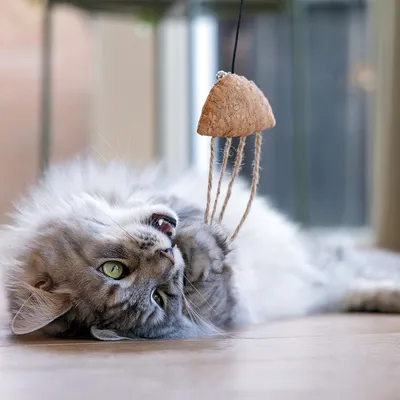 Beeztees Catnip Cat Fishing Rod Octopus Tako