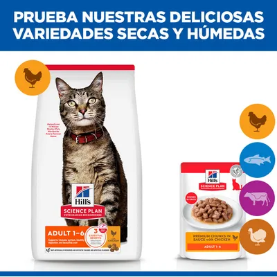 Hill's Science Plan Adult 1-6 comida para gatos, comida seca y húmeda con pollo. Variedades disponibles: pollo, ternera, pavo, pescado. Para gatos adultos.