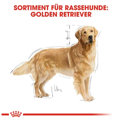 Sortiment für Rassehunde: Golden Retriever. Illustration eines Golden Retrievers mit anatomischen Markierungen.