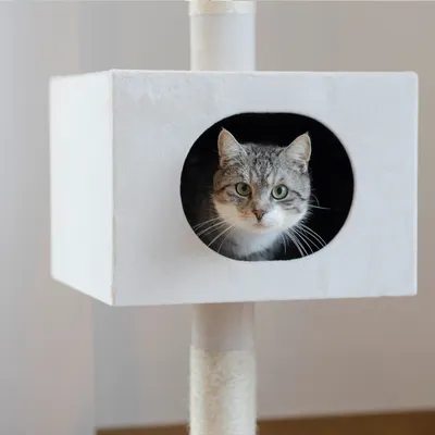 Kerbl Pet Arbre à chat Ferdi, blanc