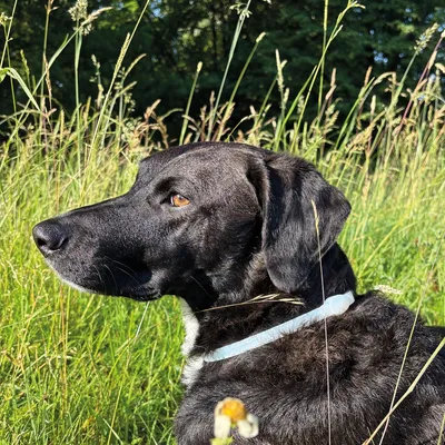 Vetlando Kokolaurin Zecken- & Floh-Halsband Hunde
