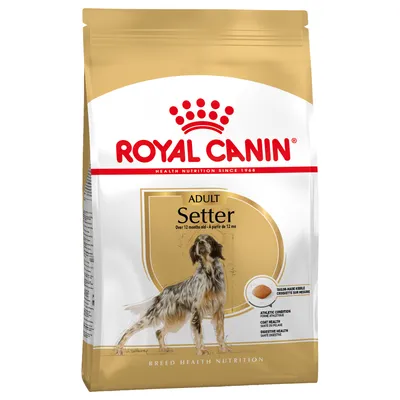 Royal Canin Adult Setter, hundfoder för setter från 12 månader. Skräddarsydd foderbit för matsmältningshälsa och pälsvård.
