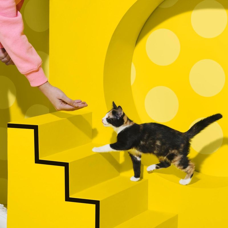 Dreamies Cat Treats Junior Box