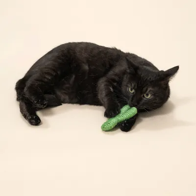 TIAKI sisalkaktus för katter