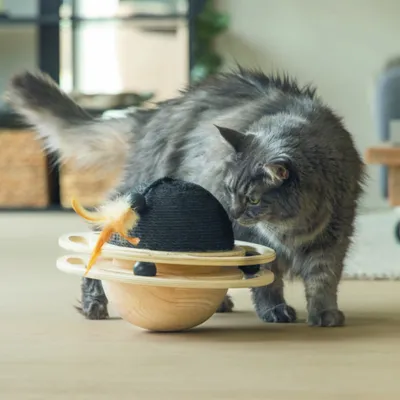 Designed by Lotte Balle en bois pour chat Baya Designed by Lotte Balle en bois pour chat Baya