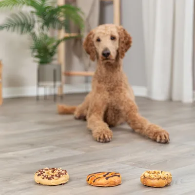 Trixie Donuts Trixie Donuts