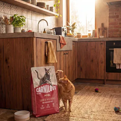Carnilove Active Cordero y Jabalí para gatos esterilizados, sin gluten, 75% ingredientes de origen animal, 25% ingredientes vegetales, sin patatas. Saco de comida junto al gato en la cocina. Carnilove Active Cordero y Jabalí para gatos esterilizados, sin gluten, 75% ingredientes de origen animal, 25% ingredientes vegetales, sin patatas. Saco de comida junto al gato en la cocina.
