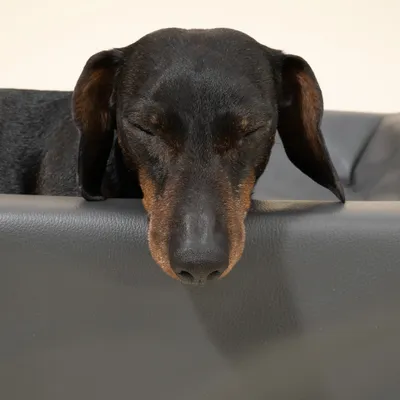 Modern Living Dog Bed – Granite Modern Living Dog Bed – Granite