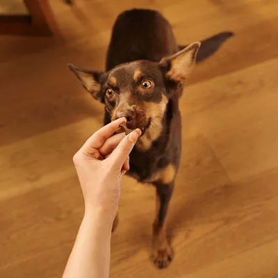 Hand voert een hond een snack, het gebruik van het product wordt getoond. Hand voert een hond een snack, het gebruik van het product wordt getoond.
