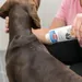 Trixie Trocken-Shampoo
