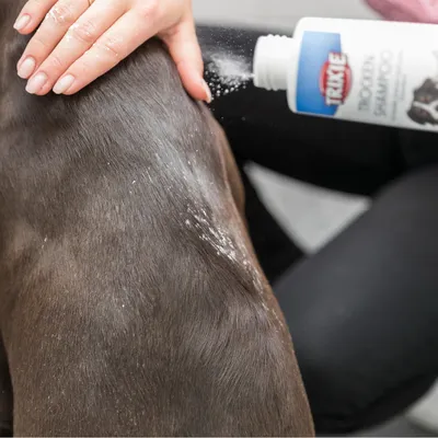 Application de shampooing sec Trixie sur le pelage d’un chien, poudre blanche visible sur le dos, main humaine massant le produit.