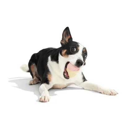 Bark I-Squeak fagyi kutyajáték 