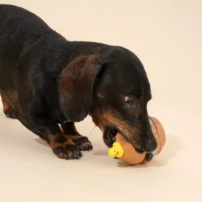 Chien jouant avec un jouet en caoutchouc marron en forme de tonneau avec un détail jaune. Montre l'utilisation du jouet par l'animal.