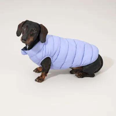 Kleiner Hund trägt eine hellblaue, gesteppte Weste. Die Weste bedeckt den Rücken und hat Öffnungen für die Vorderbeine. Kleiner Hund trägt eine hellblaue, gesteppte Weste. Die Weste bedeckt den Rücken und hat Öffnungen für die Vorderbeine.