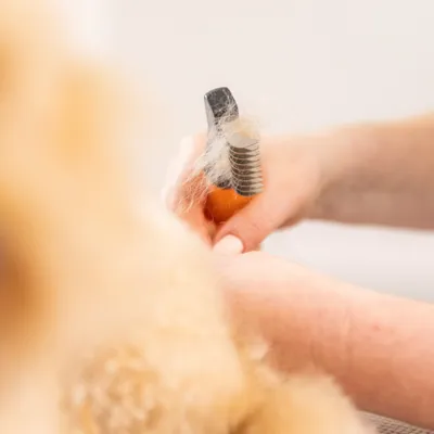 Een hand gebruikt een ontklittingskam om losse haren uit de vacht van een dier te verwijderen. Een hand gebruikt een ontklittingskam om losse haren uit de vacht van een dier te verwijderen.
