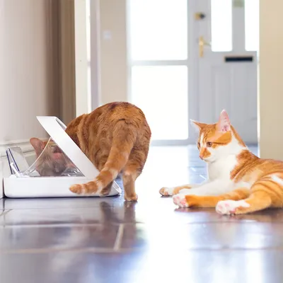 Zwei Katzen, eine frisst aus einem automatischen Futterspender mit transparentem Deckel, die andere liegt daneben auf dem Boden.