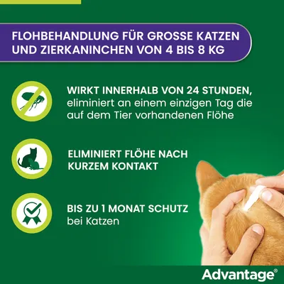 Flohbehandlung für große Katzen und Zierkaninchen von 4 bis 8 kg. Wirkt innerhalb von 24 Stunden, eliminiert Flöhe nach kurzem Kontakt, bietet bis zu 1 Monat Schutz bei Katzen.