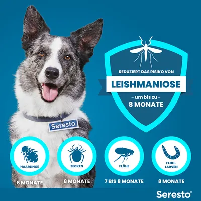 Seresto Halsband reduziert das Risiko von Leishmaniose bis zu 8 Monate. Schutz gegen Haarlinge, Zecken, Flöhe und Flohlarven für 7 bis 8 Monate.