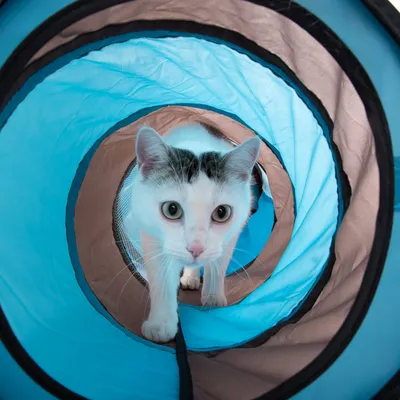 Blauer und brauner Spieltunnel für Haustiere, geeignet zum Durchlaufen und Verstecken.