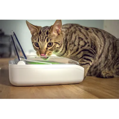 Getigerte Katze frisst aus einem weissen Futterspender mit transparentem Deckel auf einem Holztisch.