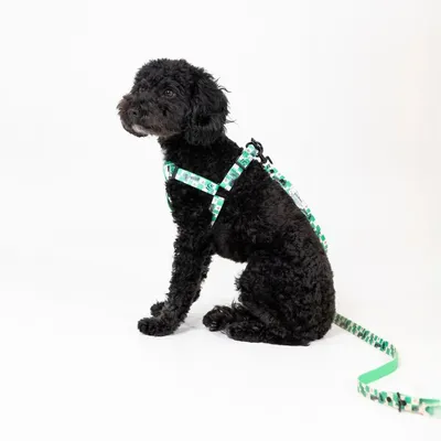 Schwarzer Hund mit grün bedrucktem Geschirr und passender Leine, sitzend vor weissem Hintergrund.