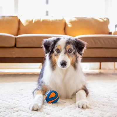 Hond met blauwe en oranje rubberen bal op een licht tapijt, bank op de achtergrond zichtbaar.