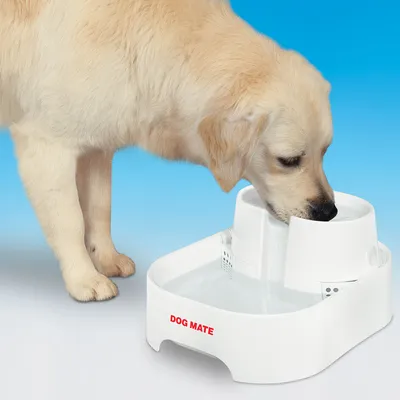 Câine care bea apă din fântână albă pentru animale, inscripționată DOG MATE. Fântâna are bazin și structură din plastic, fundal albastru.