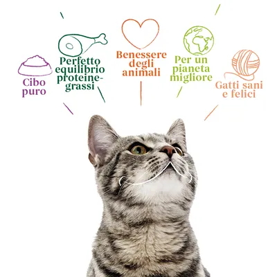 Cibo puro, Perfetto equilibrio proteine-grassi, Benessere degli animali, Per un pianeta migliore, Gatti sani e felici. Testo illustrato sopra un gatto grigio tigrato.