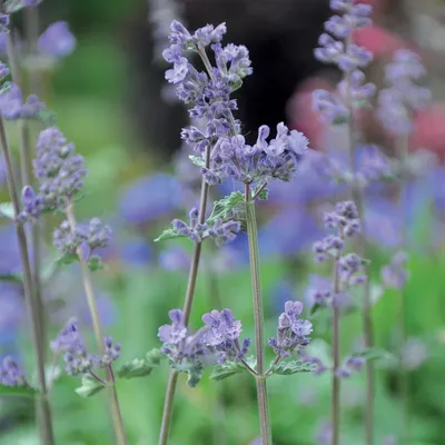 Plantes de cataire avec fleurs violettes et feuilles vertes visibles en gros plan.